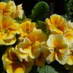 Mother's Day gifts primroses